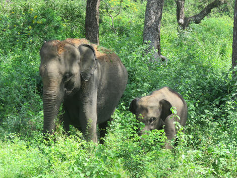 Yala National Park